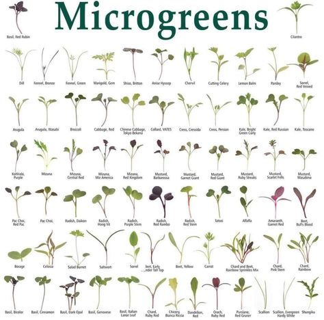 Microgreens Garden, Micro Garden, Micro Greens, Hydroponic Farming, Growing Microgreens, Veg Garden, Hydroponic Gardening, Planting Vegetables, Veggie Garden