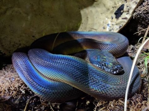 Eastern Indigo Snake, Silly Reptiles, Indigo Snake, Beautiful Snakes, Reptiles And Amphibians, Project Inspiration, Animal Tattoos, Amphibians, The Beast