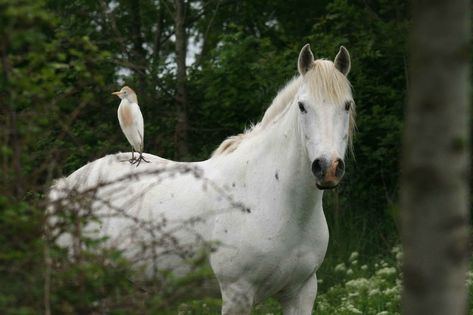 Le Camargue - Un Camargue avec un oiseau perché sur sa croupe Camargue Horse, Mountain Horse, Pony Breeds, Saddle Horse, Horse Pony, Horse Breeds, Art Project, Art Projects, Horses