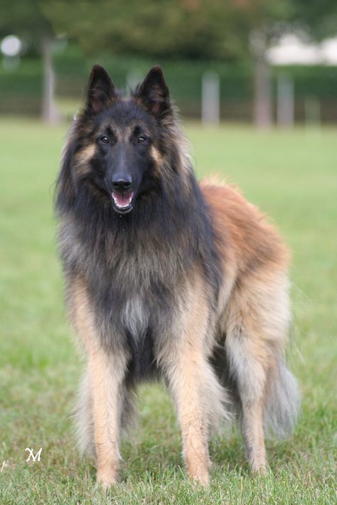 Belgian Tervuren Belgian Turveren, Tervuren Dog, Belgian Dog, Berger Malinois, Belgian Tervuren, Sealyham Terrier, Smooth Collie, Belgian Sheepdog, Spitz Dogs