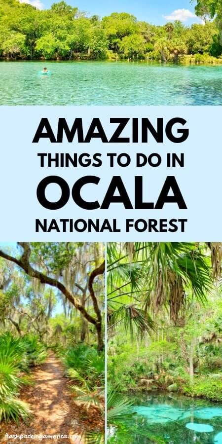 Ocala National Forest 🌴 Things to do for VIEWS! camping, hiking, picnic, swimming, turtles, alligators 🌴 Florida travel blog - Flashpacking America Places To Visit In Florida, Florida Road Trip, Winter Road Trip, Things To Do In Florida, America Florida, Ocala National Forest, Northern Florida, Florida Travel Guide, Ocala Florida