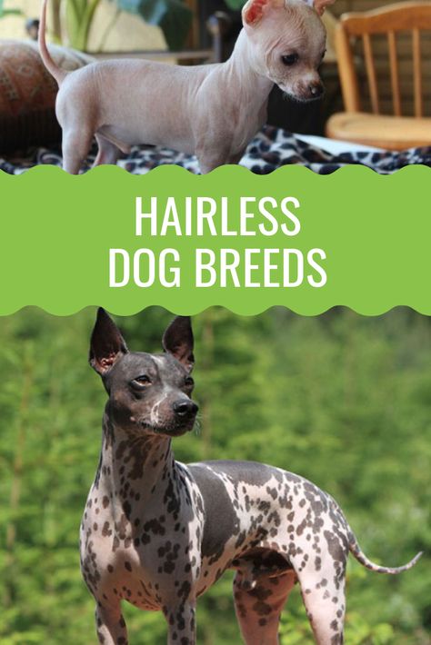 Hairless Dog Breeds, Peruvian Hairless Dog, Hairless Dogs, Herding Dogs Breeds, Mexican Hairless Dog, Short Haired Dogs, Hairless Dog, Rare Dogs, Chinese Crested Dog