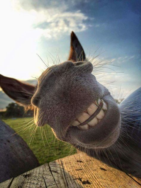 Happy mule! Smiling Animals, Animal Faces, Happy Animals, Sweet Animals, Funny Animal Pictures, Animal Photo, Zebras, 귀여운 동물, Beautiful Horses