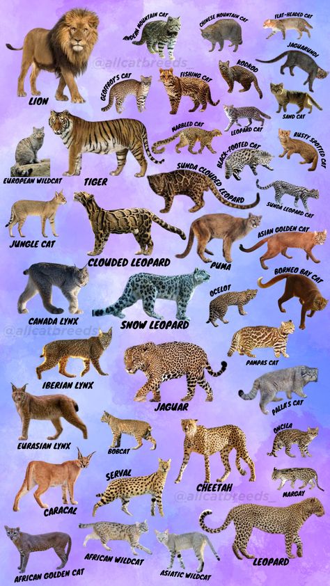 This chart consist of every know species of wildcats. There are 7 big cats like - Lions, Tigers, Leoprads, Jaguars etc. and 33 small cats execpt for the domestic cat (felis catus) you,ll find some cats you haven't even heard about before. for more info or facts about these precious cuties check out my instagram. I made this chart for one of my follower who asked me on instagram Cat Species Chart, Types Of Big Cats, Cats Species, Vet Pictures, Wild Animals List, Mystical Creatures Mythology, Wild Cat Breeds, Big Cat Species, Funny Skits