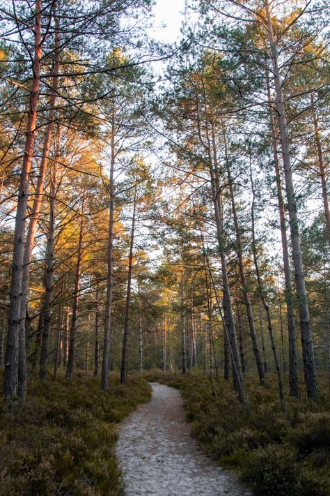 Path Way, Amazing Hd Wallpapers, Usa Living, Deciduous Forest, Lake Ideas, Dream Property, Evergreen Forest, Landscape Mode, Real Estate Humor