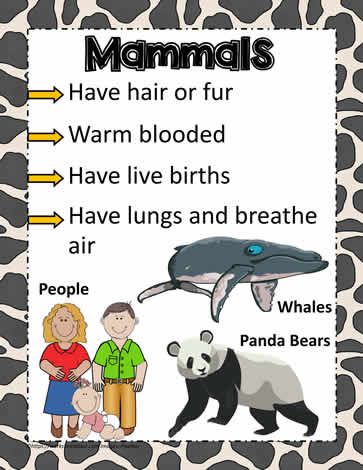 Animal Poster for Mammals Animals Dolphins, Mammals Activities, Classifying Animals, Tik Tok Videos Funny, Strange Animals, Fun Facts For Kids, Animal Classification, Tik Tok Videos, Animal Poster