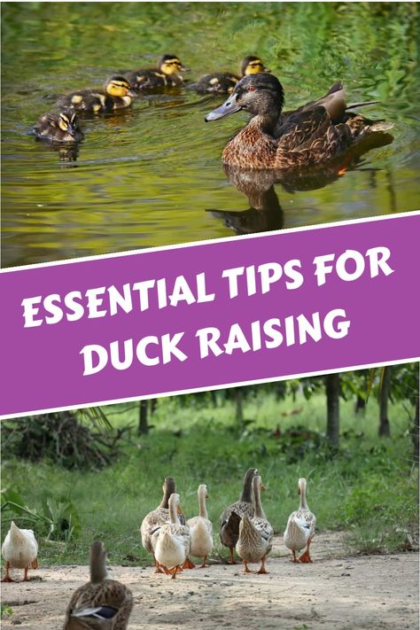 Learn the essential steps to successfully raise ducks on your homestead. Understanding your motivations and creating a suitable environment with proper shelter, bedding, water, and nutrition are crucial for their well-being. Explore practical tips on keeping your ducks happy and healthy throughout their journey with you. Master the art of duck rearing to ensure a fulfilling experience for both you and your feathered companions. Duck Pens Ideas, Duck Sanctuary, Duck Runs, Raising Ducks For Beginners, How To Raise Ducks, Duck Keeping, Duck Habitat, Duck Coop Ideas, Duck Waterer