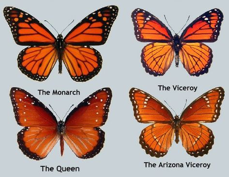 Queen Moodboard, Monarch Butterfly Images, Flash Sheet Ideas, Life Cycle Activities, Butterfly Stuff, Monarch Butterfly Garden, Queen Butterfly, Botanical Sketches, Butterfly Monarch