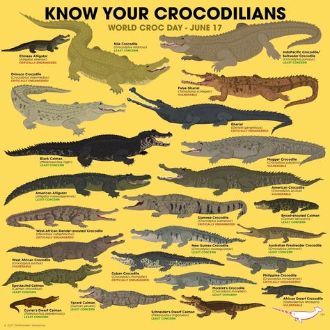 There are currently 24 species in the order Crocodilia which is divided into three families: 1. Crocodylidae - true crocodiles, 2. Alligatoridae - alligators and caimans, and 3. Gavialidae - the gharial and false gharial. Now You Know Your Crocodilians! False Gharial, Crocodile Species, Animal Types, Saltwater Crocodile, Cute Reptiles, Animal Species, Animal Facts, Prehistoric Animals, Crocodiles