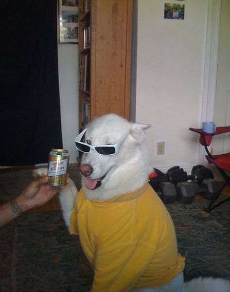 Party Animal? Animals In Glasses, Meme Animals, Dog Meme, Cool Dogs, Wearing Sunglasses, Silly Dogs, Silly Animals, Dog Names, Mood Pics