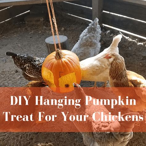 DIY Chicken Corn Holder Chicken Water Feeder, Chicken Pumpkin, Portable Chicken Coop, Diy Chicken Coop Plans, Chicken Feeders, Silkie Chickens, Chicken Eating, Chicken Treats, Raising Backyard Chickens