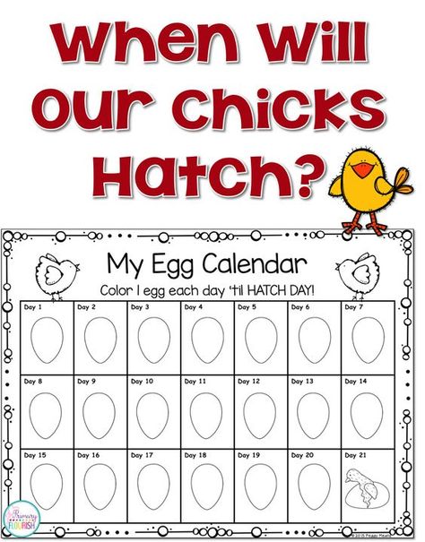 Hatching chicks in the classroom 101: Tips and Resources.  Hatching chicks in the classroom is probably my favorite activity every year! Not only is it a wonderful hands-on life science lesson, hatching chicks in the classroom also creates the perfect stage for you to teach concepts across the curriculum because your students are so engaged!  You can use this engagement for teaching content standards in science, math, reading, writing and art. Chicken Hatching Activities, Hatching Eggs In The Classroom, Chicks In The Classroom, Chicken Hatching Calendar, Hatching Chicks In The Classroom, Incubating Chicken Eggs, Beans Growing, Chicken Hatching, Hatching Chicken Eggs