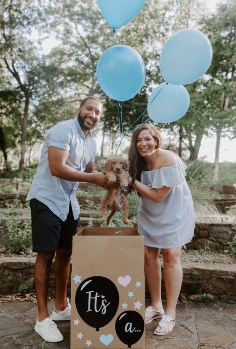 Puppy Reveal Puppy Gender Reveal, Puppy Reveal, A Puppy, Goldendoodle, Gender Reveal, Ball Exercises, Puppies