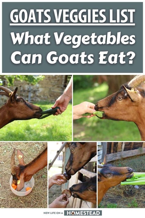 Goat Proof Garden, What Can Goats Eat, Goat Snacks For Goats, Goat Food List, All About Goats, What Do Goats Eat, Goat Treats Recipes, Goat Homestead, Veggies List