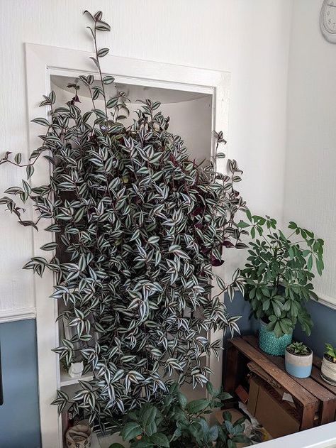 How to Grow Wandering Jew Like a Vine Wandering Jew Plant, Small House Garden, New Avatar, Wandering Jew, Herb Garden Design, Vertical Garden Diy, Just Live, Indoor Plant Care, Garden Guide