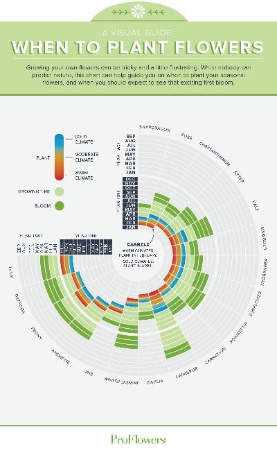 Timeline for planting Popular On Pinterest, When To Plant, Cut Flower Garden, Seasonal Flowers, Flower Farm, Growing Flowers, Lawn And Garden, Shade Garden, Dream Garden