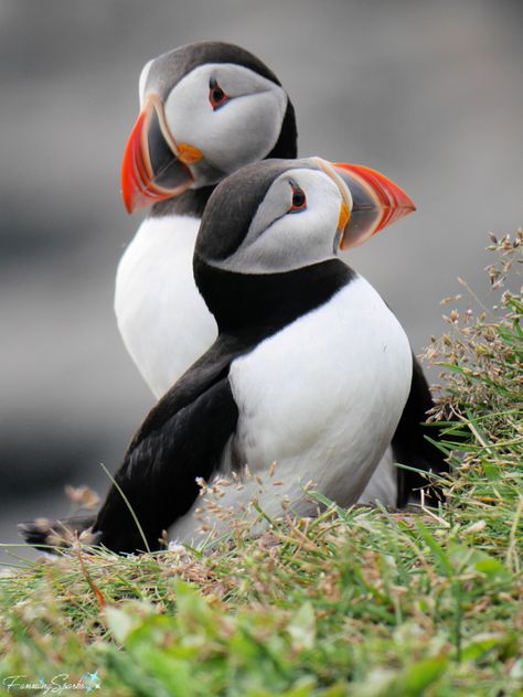 Two Puffins Huddle at Elliston Puffin Viewing Site @FanningSparks | The Astonishing Atlantic Puffin – FanningSparks Puffins Bird, Decorative Bird Houses, Animal Nails, Shorebirds, Bird Wallpaper, Nature Tattoos, Sea Birds, Animal Sketches, Bird Drawings