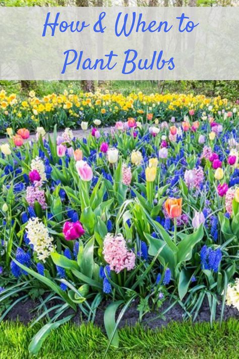 Modern Garden Landscape, When To Plant Bulbs, Bulbs Garden Design, Spring Bulbs Garden, Perennial Garden Plans, Plant Bulbs, Creative Garden Decor, Landscape Design Ideas, Flower Bed Designs