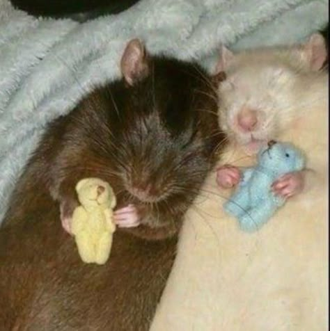 Aesthetic Rats, Rats Aesthetic, Rats Cute, Rat Meme, Cute Animal Pfp, Funny Videos Of Cats, Rat Aesthetic, Rat Funny, Rattus Rattus