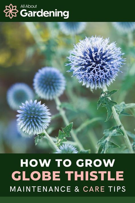 Are you wanting add a beautifully unique blue flower that adds some variety to your garden, look no further than the globe thistle. Come here to find out how to grow and care for these on of a kind flowers! Thistle Garden, Flower Planting Guide, Globe Thistle, Globe Flower, Garden Globes, Thistle Flower, Landscape Plan, Cut Flower Garden, Come Here