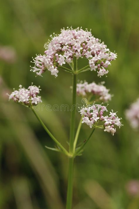 Fantasy Herbs, Valerian Plant, Valerian Flower, Flowers For Friends, Ritual Herbs, Valeriana Officinalis, Cat Friendly Plants, Herb Art, Flower References