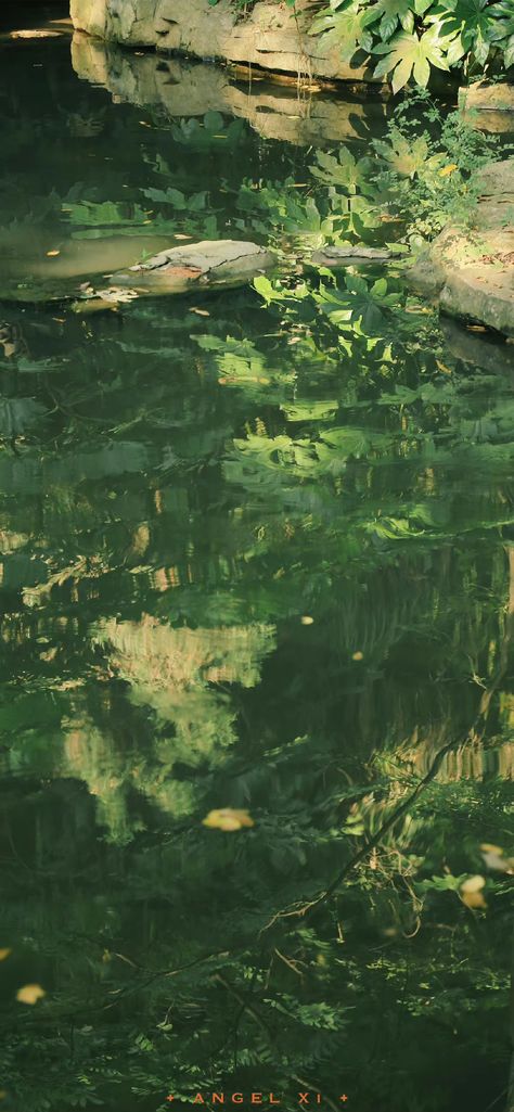 Green Water Aesthetic Wallpaper, Green Iphone 15 Wallpaper, Simple Green Wallpaper Iphone, Pale Green Aesthetic Wallpaper, Pond Aesthetic Wallpaper, Green Plant Aesthetic Wallpaper, Dreamy Green Aesthetic, Pretty Wallpapers Green, 1 Color Wallpaper