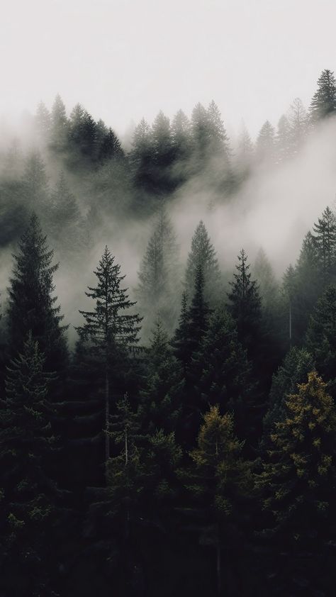 Free background desktop, hd wallpaper trees, fog, forest, nature, dark, background hd for pc, mobile phone Background Desktop Hd, Wallpaper Trees, Fog Forest, Dark Forest Aesthetic, Background Desktop, Dark Nature, Dark Green Aesthetic, Forest Background, Foggy Forest