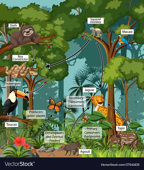 Forest Food Chain, Ecosystem Drawing, Rainforest Drawing, Rainforest Food Web, Rainforest Food Chain, Rainforest Map, Amazon Rainforest Animals, Forest Food, Rainforest Ecosystem