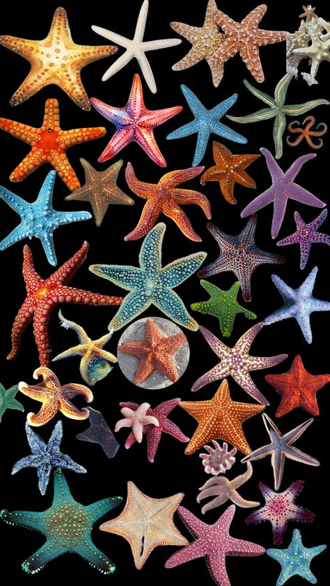 #starfish #oceanlove #sealife Starfish Wallpaper, Starfish Colors, Circle Collage, Microscopic Photography, Ocean Aesthetic, Flower Icons, Drawing Prompt, Mushroom Decor, Iphone Wallpaper Photos