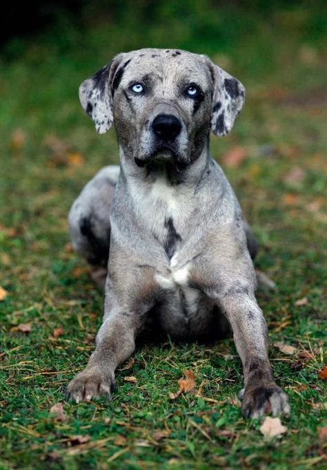 Leopard Dog Catahoula, Massive Dog Breeds, Catahoula Leopard Hound, Louisiana Catahoula Leopard Dog, Service Dogs Breeds, Unique Dog Breeds, Rare Dog Breeds, Beautiful Dog Breeds, Hound Dogs