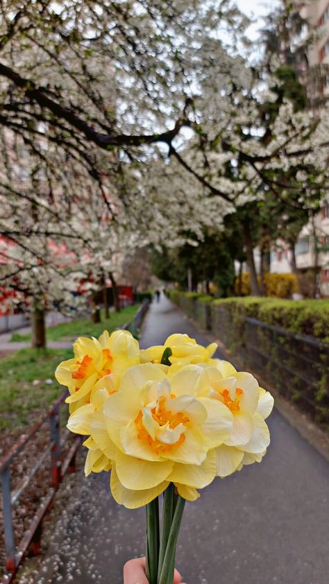 Daffodil Flower Aesthetic Wallpaper, Daffodil Wallpaper Aesthetic, Daffodil Flower Aesthetic, Daffodil Aesthetic, Daffodils Aesthetic, Daffodils Wallpaper, Daffodil Wallpaper, Instagram Creative Ideas, Daffodil Flower