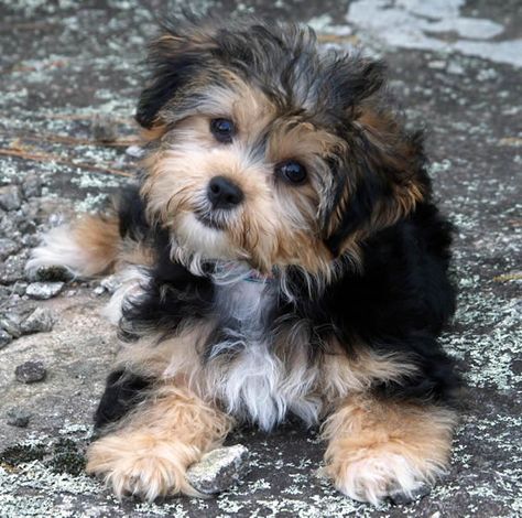 Bichon Yorkie: Bichon Yorkie. Full Grown Yorkie Bichon Best Apartment Dogs, Apartment Dogs, Yorkie Mix, Cairn Terriers, Havanese Puppies, Havanese Dogs, Yorkie Poo, Yorkshire Terrier Puppies, Shih Tzu Puppy