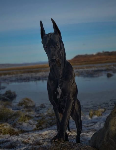 Great Dane Guard Dog, Great Danes Aesthetic, Big Scary Dogs, All Black Dog, Blue Merle Great Dane, Black Great Dane, Merle Great Danes, Black Great Danes, Big Dog Breeds