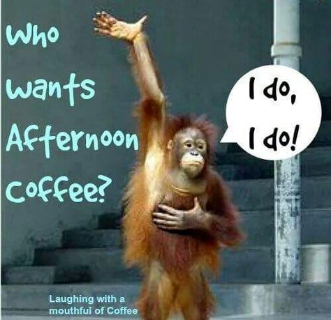 Coffee Laughs, Kaffe Humor, Coffee Express, Afternoon Coffee, Coffee Talk, Coffee Obsession, Coffee Pictures, Coffeehouse, Gourmet Coffee