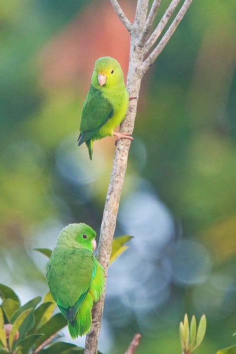 Green-rumped Parrotlet; Forpus passerinus viridissimus | Flickr - ©  Jan Willem Steffelaar Green Birds, Animal Illustration Art, Funny Parrots, Paws And Claws, Bird Pictures, Pretty Birds, Cute Birds, Bird Species, Sea Animals