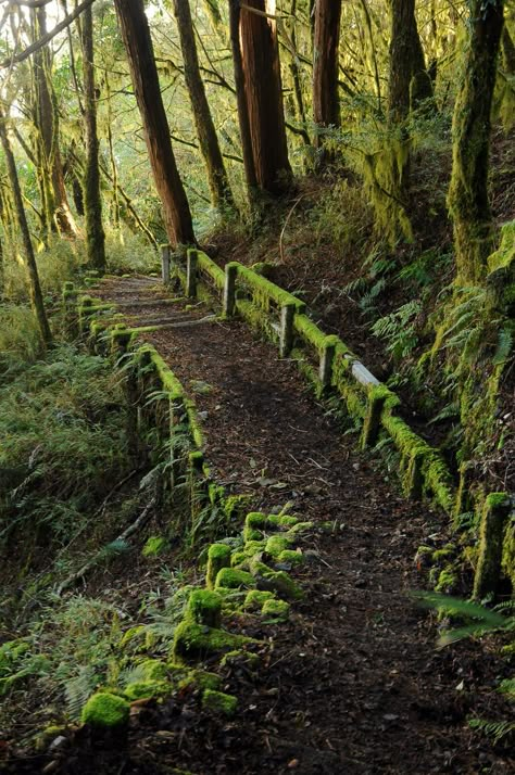 The Steps in Forest Nature Pic #8 Mossy path, hiking through Pocket Wilderness or Falls Creek Falls Moss Growing, Forest Path, Walk In The Woods, Magical Places, Nature Aesthetic, Pretty Places, In The Woods, Nature Beauty, Beautiful World