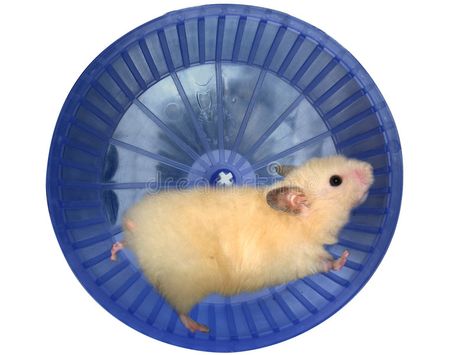 Hamster in a wheel. Over white background , #AFF, #wheel, #Hamster, #background, #white #ad Hamster Background, Hamster Running, Hamster Habitat, Hamster Wheel, Cute Pets, Background White, Hamsters, Animals Images, The Wild