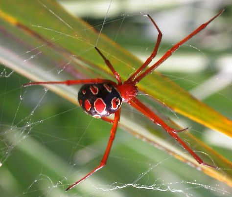 Red widows. They are a thing! Red Widow Spider, Brazilian Wandering Spider, Spider Identification, Red Widow, Common Spiders, Dangerous Spiders, Funnel Web Spider, Huntsman Spider, Spider Venom