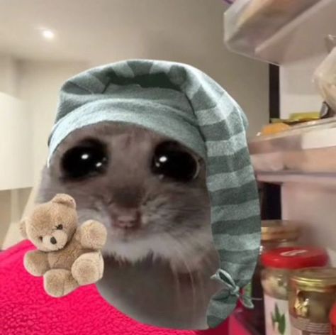 Cat Instagram Captions, Hamster Memes, Silly Animal Pictures, Hamster Pics, Hamster Meme, Cat Instagram, Cute Rats, Cute Hamsters, Cute Doodles Drawings