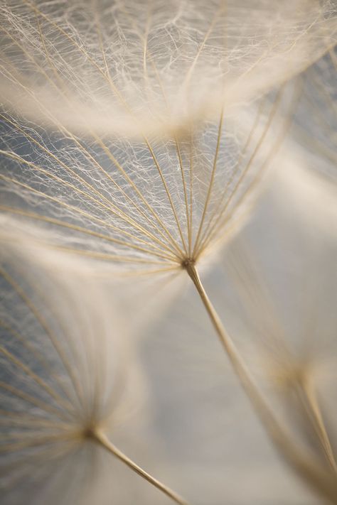 The Dandelion, Image Nature, 背景 シンプル, Minimalist Wallpaper, Beige Aesthetic, White Aesthetic, Aesthetic Backgrounds, Pretty Wallpapers, Background Design