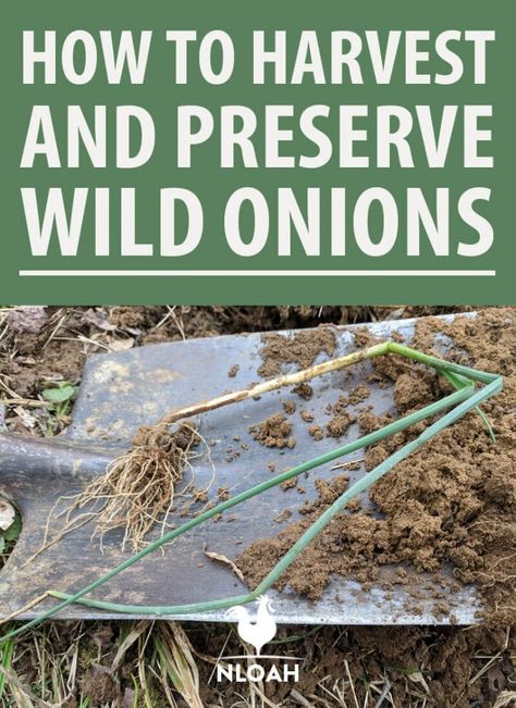 Wild Onions In Yard, Wild Onions Recipes, Wild Onion, Garlic Flower, Ranch Recipes, Onion Flower, Wild Onions, Grid Ideas, Growing Onions