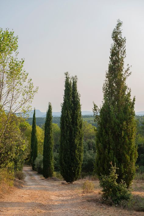 Cypress Tree Aesthetic, Cypress Aesthetic, Cypress Trees Landscape, Provence Aesthetic, Provence Farmhouse, Farmhouse Rental, Retreat Space, Cyprus Trees, Italian Cypress Trees