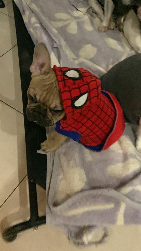 Dog Spiderman, Spider Man Build A Bear, Spider Man Teddy Bear, Dog Marvel Costumes, Spider Dog, Spiderman, Cute Animals, Puppies, Dogs