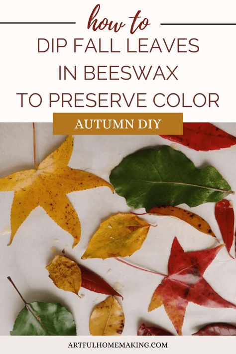 Bee Wax Uses, Preserve Fall Leaves, How To Preserve Leaves, Fall Leaves Activities, Butternut Squash Recipes Soup, Nature Craft, Fall Nature, Butternut Squash Recipes, Leaf Crafts