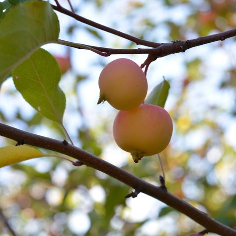 Mother Tree, Tian Shan, Apricot Tree, Studying Food, Fresh Cheese, Carrot Salad, Dried Apples, Fried Dough, Wild Apple