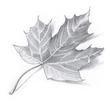 Leaf Drawing Easy, Maple Leaf Drawing, Leaves Sketch, Golden Autumn, Leaves Illustration, Cute Sketches, Leaf Drawing, Canadian Flag, Drawing Inspo