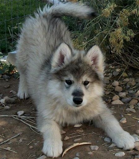 Alaskan Malamute