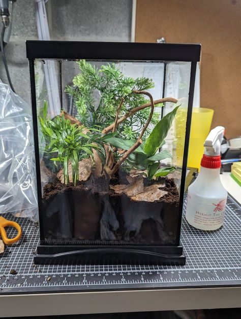 Praying Mantis Enclosure Diy, Millipede Enclosure Ideas, Orchid Mantis Enclosure, Praying Mantis Enclosure Ideas, Mantis Enclosure Ideas, Mantis Terrarium, Praying Mantis Enclosure, Millipede Enclosure, Mantis Enclosure