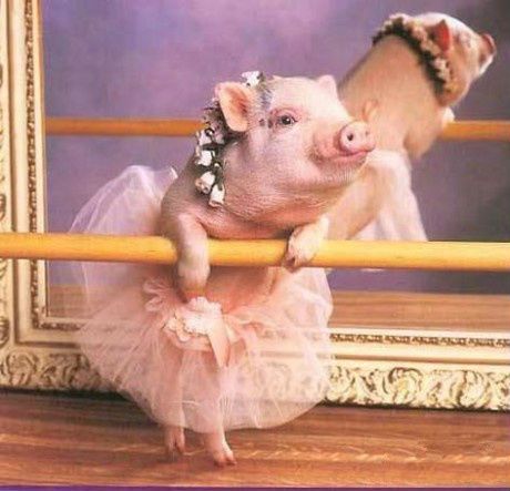 pig Teacup Pigs, Cute Piglets, Mini Pigs, Cute Piggies, Pet Pigs, Baby Pigs, Cute Pigs, Little Pigs