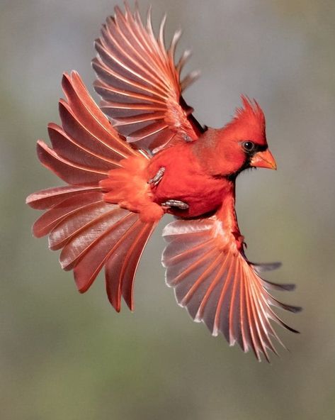 ollow us for amazing, bird photography from around the world  Visit the Private  Galleries :  @birds_private @wildlife_private 📷📷 🌍🌍 Robins Tattoo, Fitbit Background, Birds Photos, Bird Flight, Cardinal Tattoos, Red Cardinals, Amazing Birds, Northern Cardinal, Young Animal